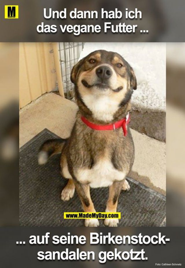hund vegan.jpg